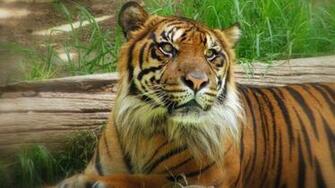 Big Cats Desktop Pc And Mac Wallpaper