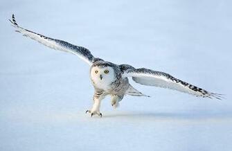 Snowy Owl Wallpaper Pictures Desktop Background One HD