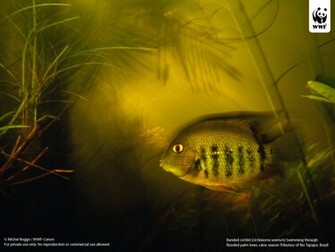 Catfish Wallpaper