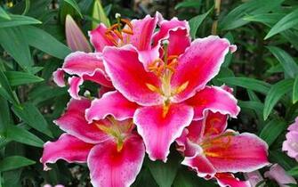 Purple Lilies Wallpaper Flower