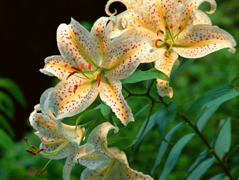 Wallpaper Desktop Nature Bollywood Sports Mobiles Cars