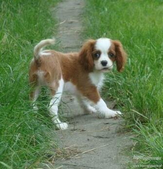 Cavalier King Charles Spaniel Mom And Puppy Dogs Wallpaper Dog