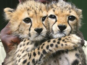 Marie Cullen Image Cute Cheetah Photos Wallpaper