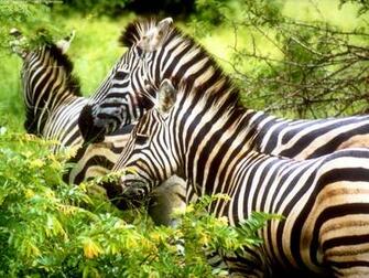 Zebras Wallpaper HD