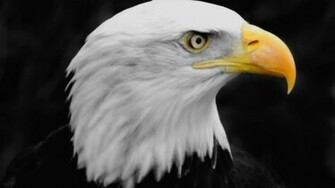Golden Eagle Wallpaper HD In Animals Imageci