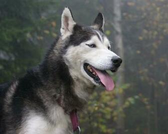 Hite Husky German Shepherd Mix HD Wallpaper Background Image
