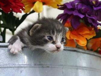 Spring Kitten Wallpaper