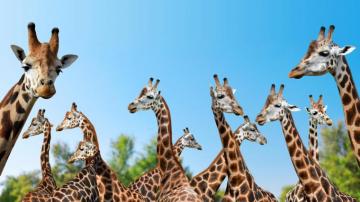 Giraffe Wild Animals Spots Wallpaper Tablet