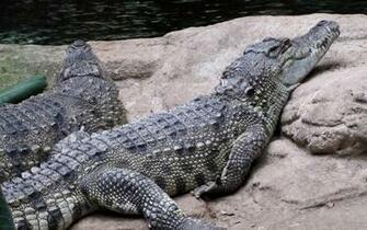 Alligator Computer Wallpaper Desktop Background