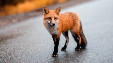Cute Predator Wild Brown Fox Animal Wallpaper