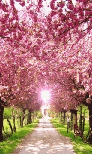 Bigger Pink Tree Shine Live Wallpaper For Android Screenshot