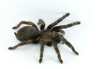 Mexican Red Rump Tarantula Brachypelma Vagans HD Wallpaper