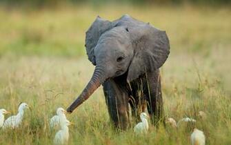 Elephant Wallpaper Giant For Desktop