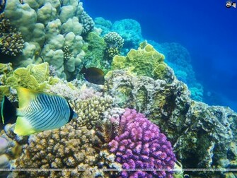 Aquatic Wallpaper