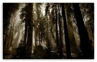Dark Forest HD Wallpaper For Standard Fullscreen Uxga Xga Svga