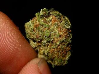 Go Back Image For Purple Kush Wallpaper