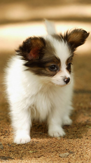 Cute Animals iPhone Wallpaper You Would Love To
