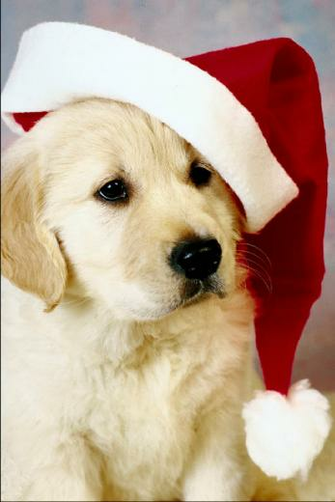Puppy Christmas Pictures Desktop Background