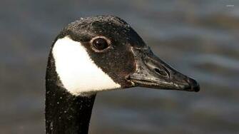 Canadian Goose Wallpaper Animal