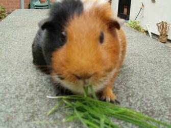 Guinea Pigs Wallpaper