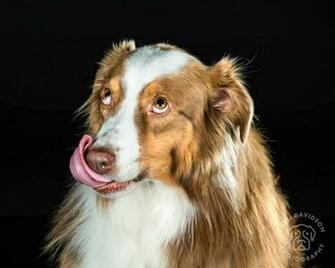 Cool Animals Dog Wallpaper Image Hairy Dogs