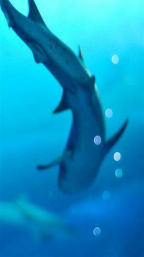 Shark Animal iPhone Wallpaper S 3g