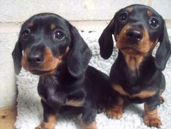 Mini Dachshund High Resolution Wallpaper Dogbreedswallpaper