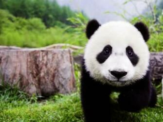 Pandas Like This Cute Giant Panda Cub Photo By Insane Wallpaper