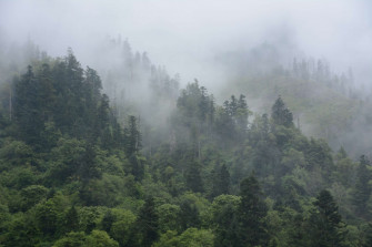 Foggy Wallpaper