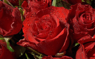 Rose Wallpaper For HD