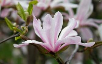 Pink Magnolia Wallpaper