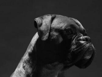 Amazing White And Brown Boxer Dog Golfian
