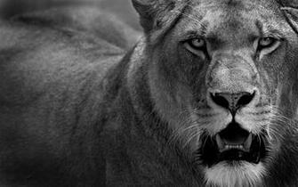 Lioness Wallpaper