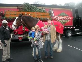 Budweiser Horses Wallpaper The Clydesdales