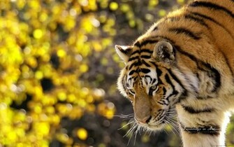 Beautiful Tiger Wallpaper HD