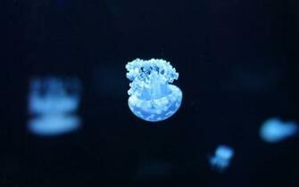 Jellyfish Background Net