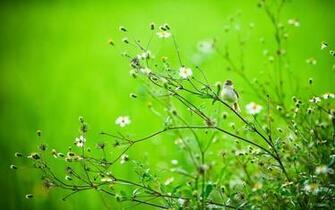 Home Spring Bird Wallpaper