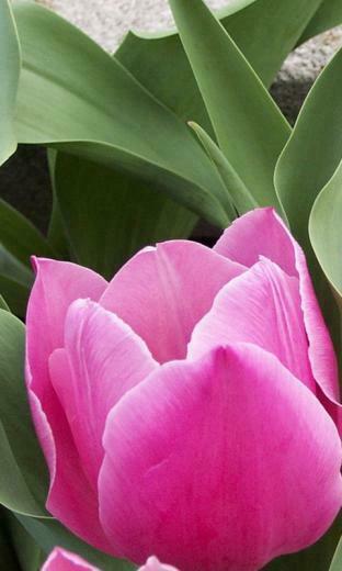 Mobile Wallpaper Flowers