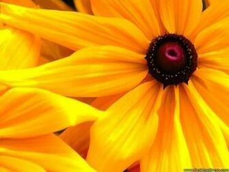 Desktop Wallpaper Flowers Background Big Yellow Flower