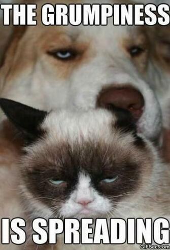 Grumpy Cat And Dog Jpg