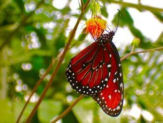 Red Butterfly Wallpaper Mobile Bhstorm