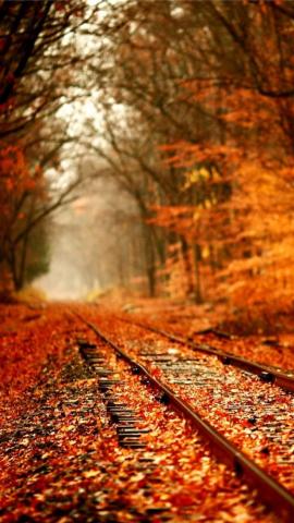 Orange Fall Wallpaper iPhone