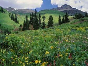 Alpine Meadows S Background Wallpaper