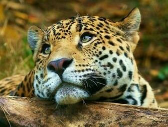 Animals S Tigers Wallpaper Tiger For Desktop