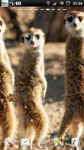 Bigger Meerkat Live Wallpaper For Android Screenshot