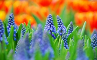 Grape Hyacinth Wallpaper Flower