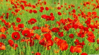 Red Poppies Field Wallpaper And Image Pictures Photos