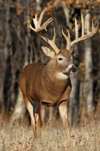 Big Whitetail Bucks Wallpaper HD A Beautiful Deer For iPhone