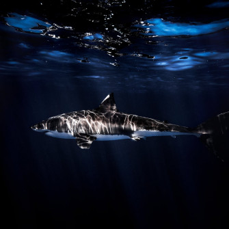 Shark Wallpaper iPhone
