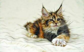 X Maine Coon Kitten Image Background Pictures